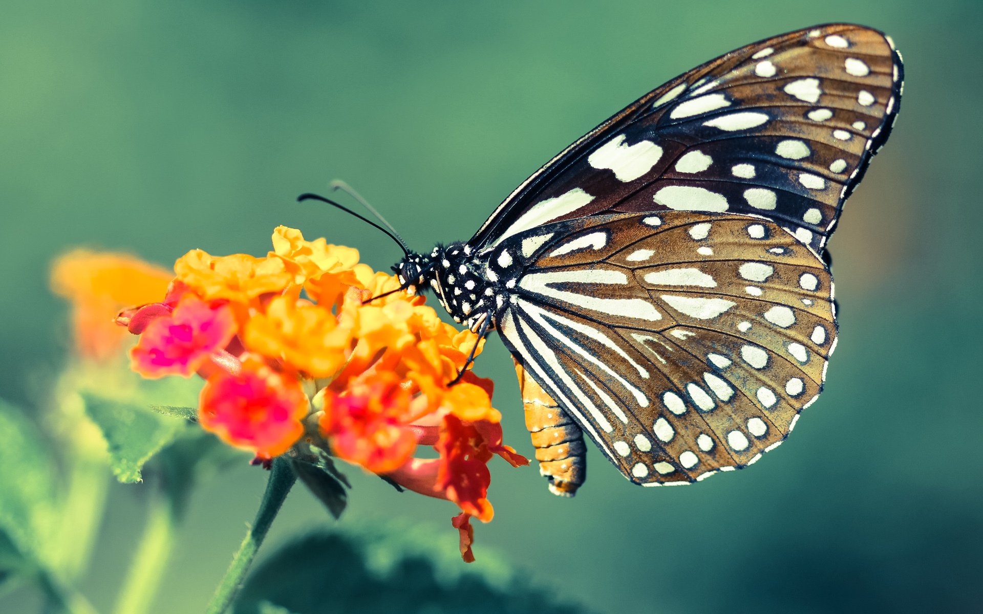 开云网站-极限驾驶：车手在窄路急弯中的精彩表现，极限驾驶suv