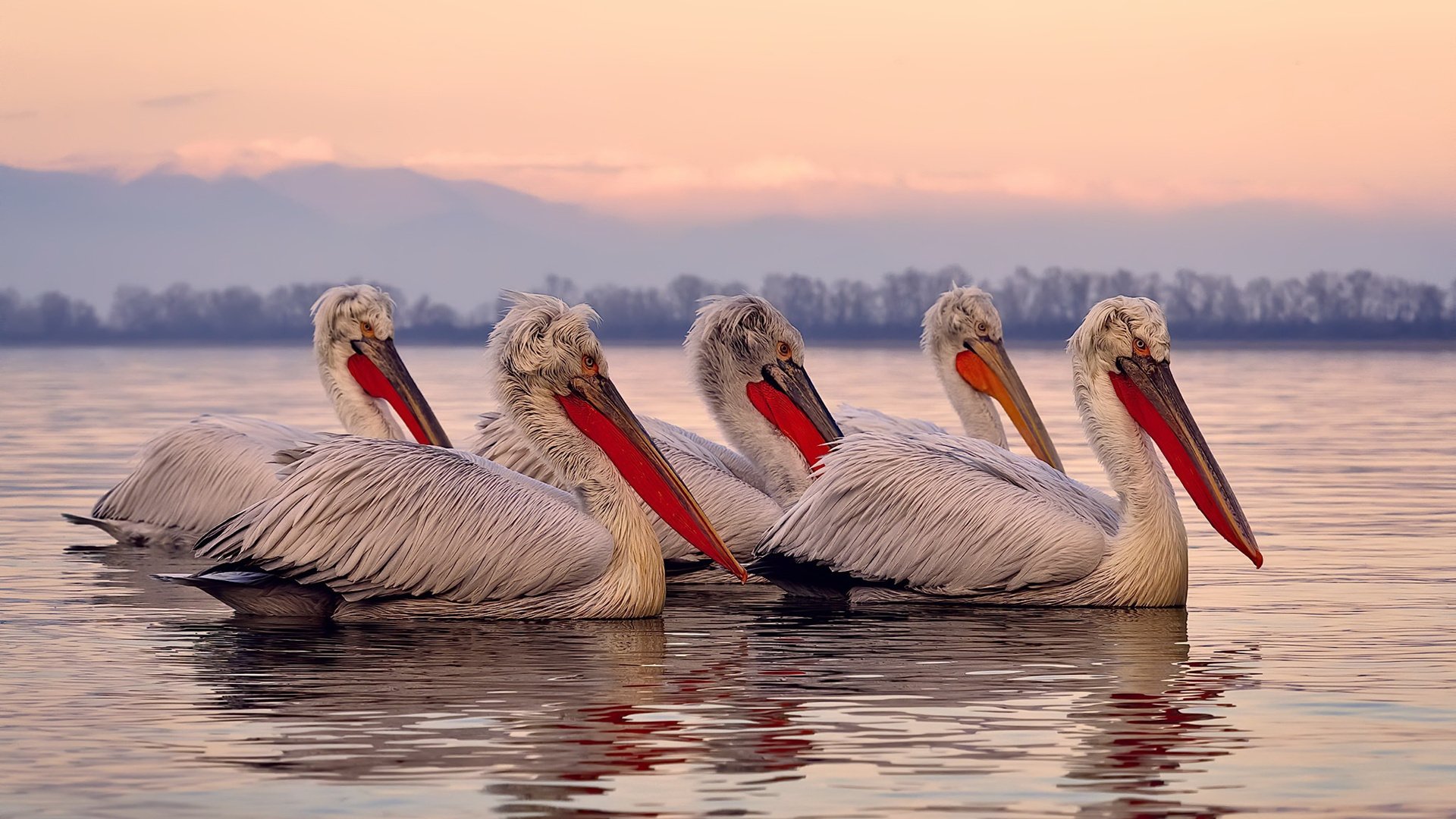 电竞明星签约典礼盛大举行,粉丝期待值爆表,电竞明星联赛