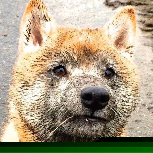 绿色崛起:联盟持续推动环保新措施,低碳篮球成为新风尚,绿色低碳技术百度百科