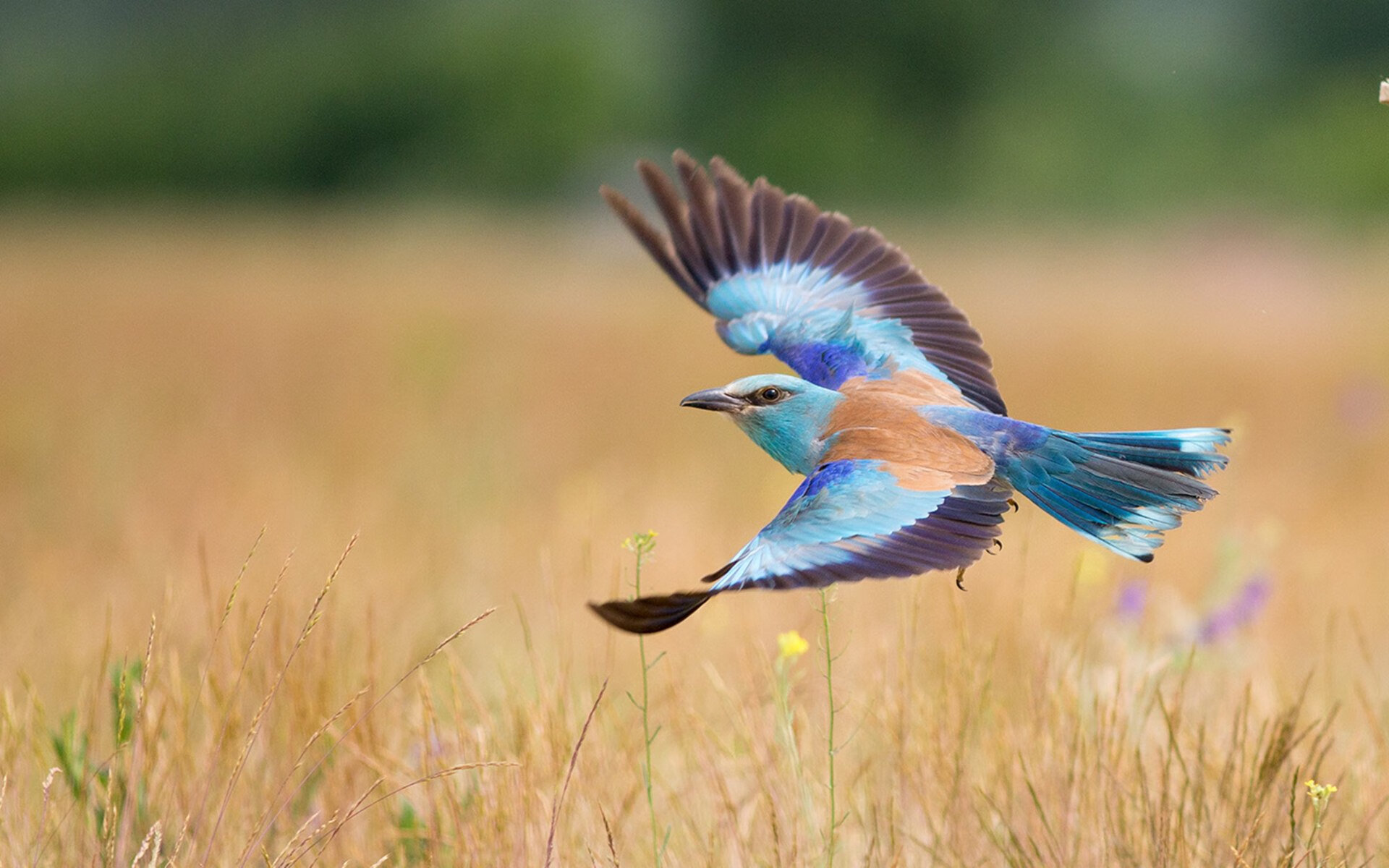 KAIYUNAPP-青少年篮球明星张婷在全国青少年锦标赛中夺冠，全国青少年篮球冠军
