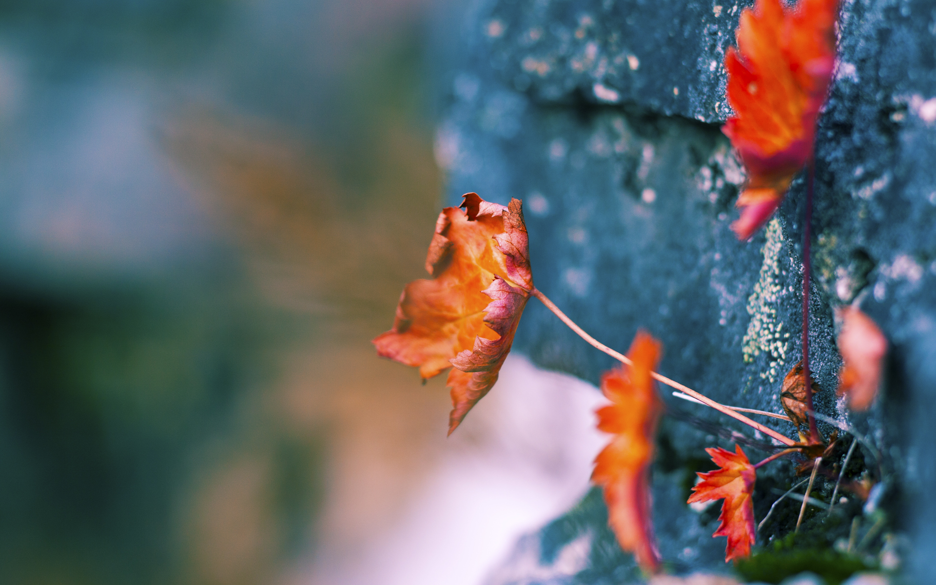 开云中国大陆-CS_GO战队Evil Geniuses进行重建，csgo战队geng