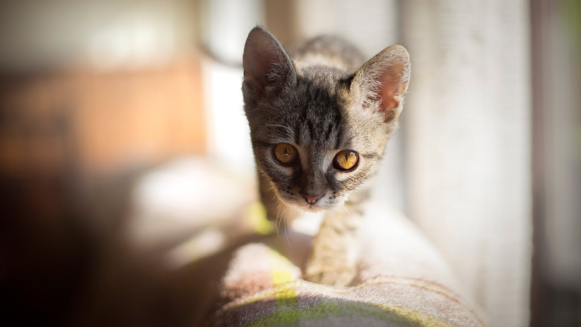 kaiyun官方网站-塞尔赫斯特主场爆冷击败对手，提升联赛排名，赫塞尔本