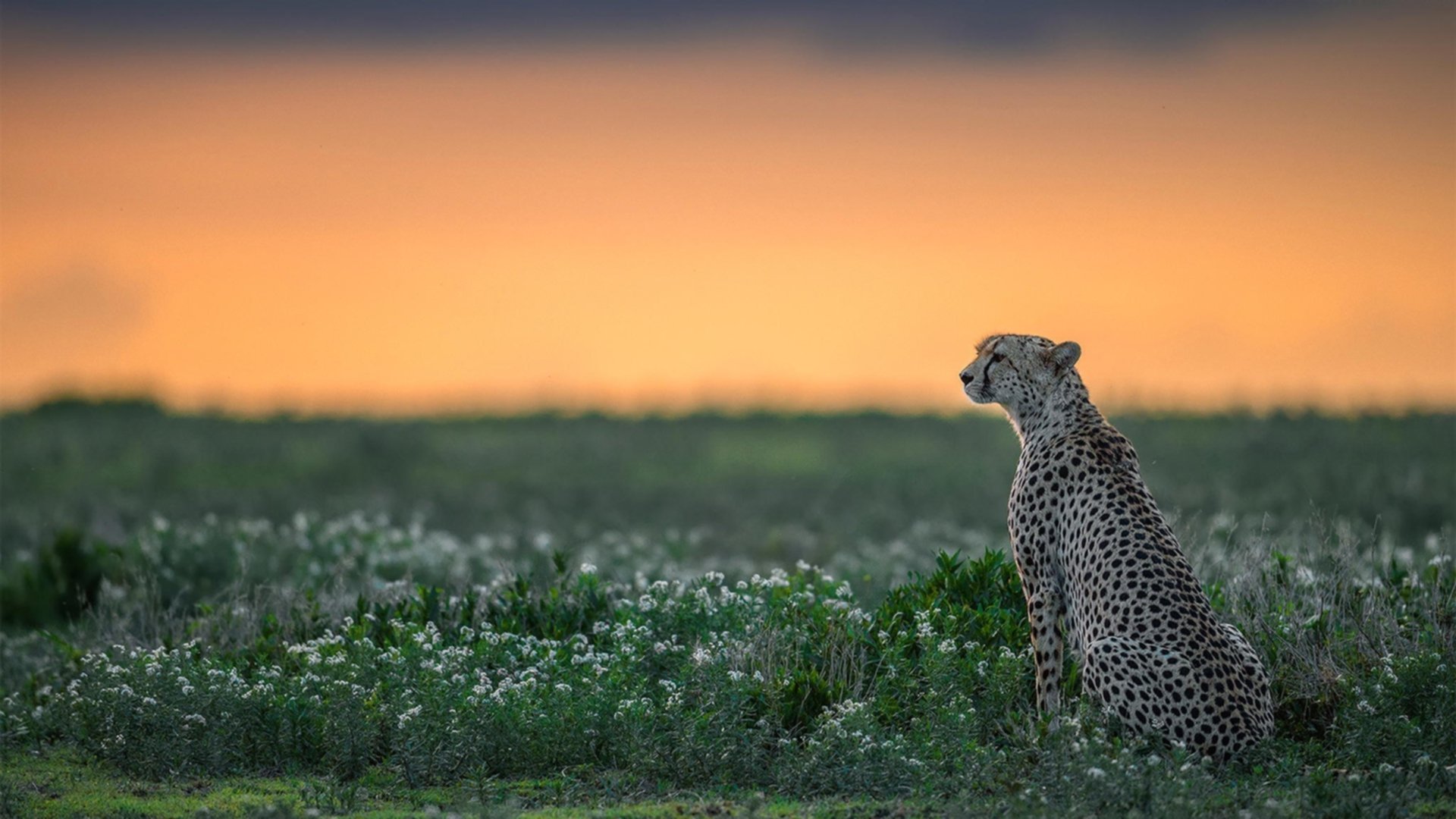kaiyun.com-山西汾酒球队整体配合更加流畅，山西汾酒球员名单