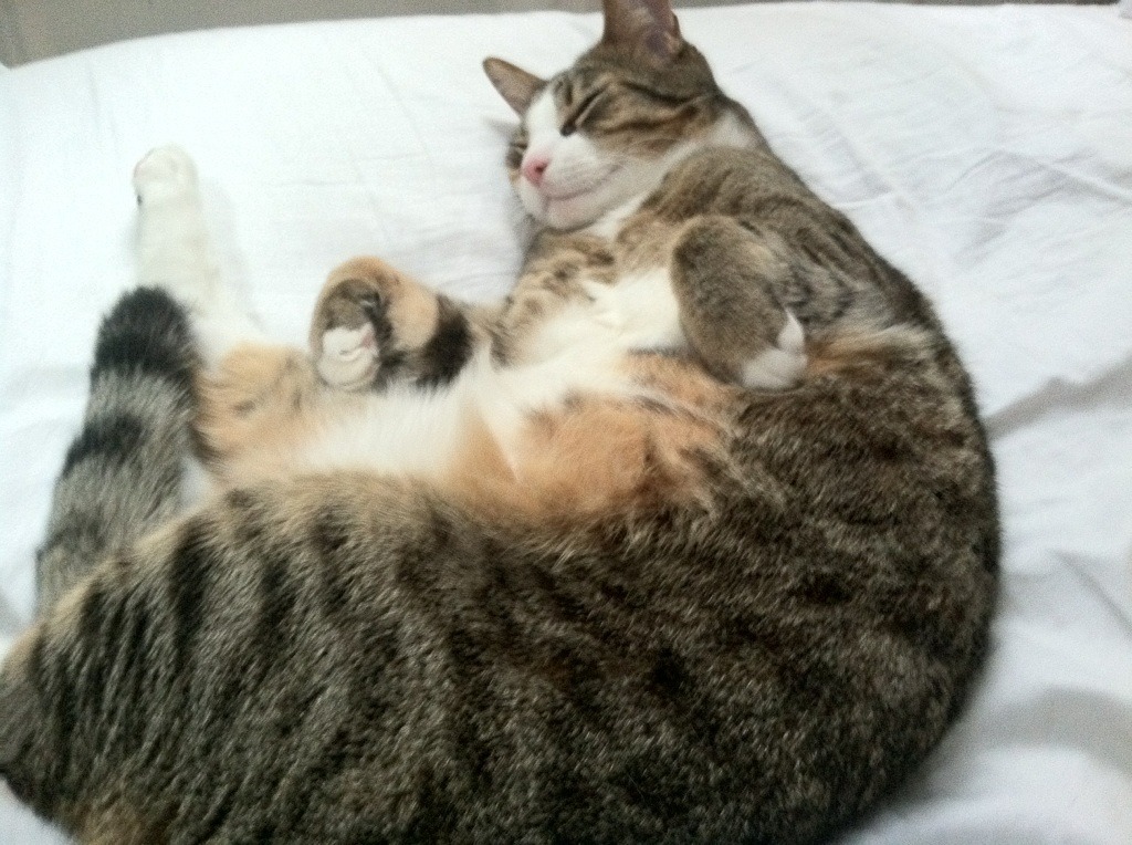 斯图加特已做好迎战多特蒙德的准备,斯图加特 vs 多特蒙德