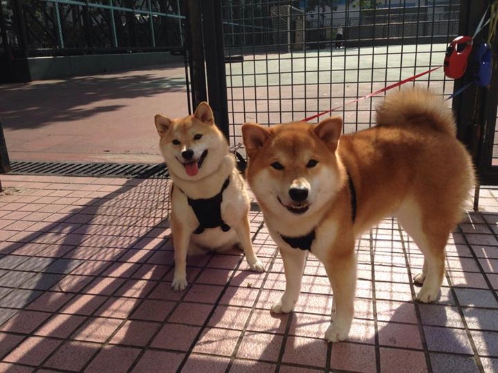 开云官方网页登录-斯洛特执教首季即带队夺冠，红军重返巅峰，斯特洛夫是谁