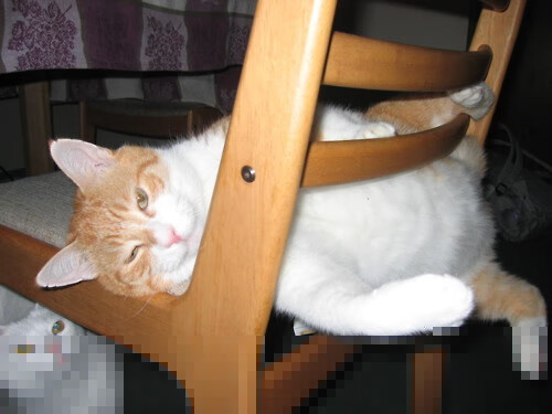 开云体育APP下载-荷兰女足在预选赛中以0-2不敌德国，未能晋级巴黎奥运会，从青涩菜鸟到世界亚军,飞翔的荷兰女足还有未来