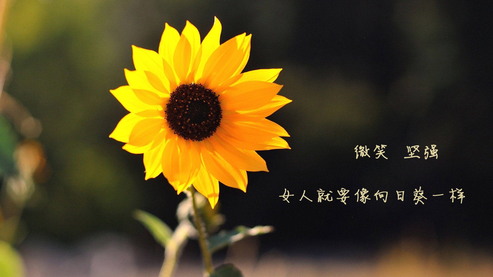 Kaiyun(中国)开云-浙江雄狮高效进攻策略获得联赛认可，浙江雄狮服务队