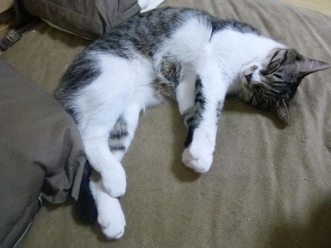 科特迪瓦男篮在非洲锦标赛中持续辉煌,期待追逐冠军荣光,科特迪瓦1_0南非