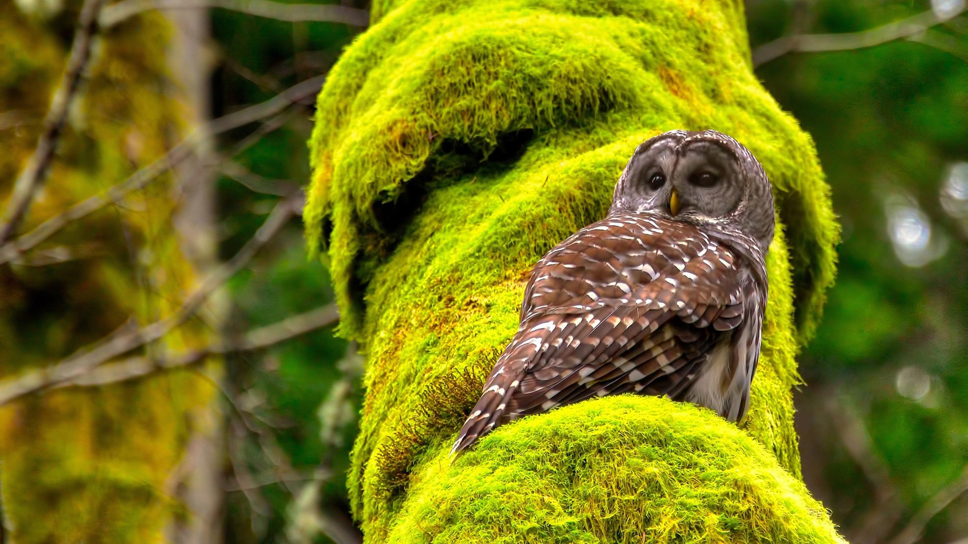美洲杯激情燃烧:胜利的追逐不曾停歇,美洲杯视频回顾