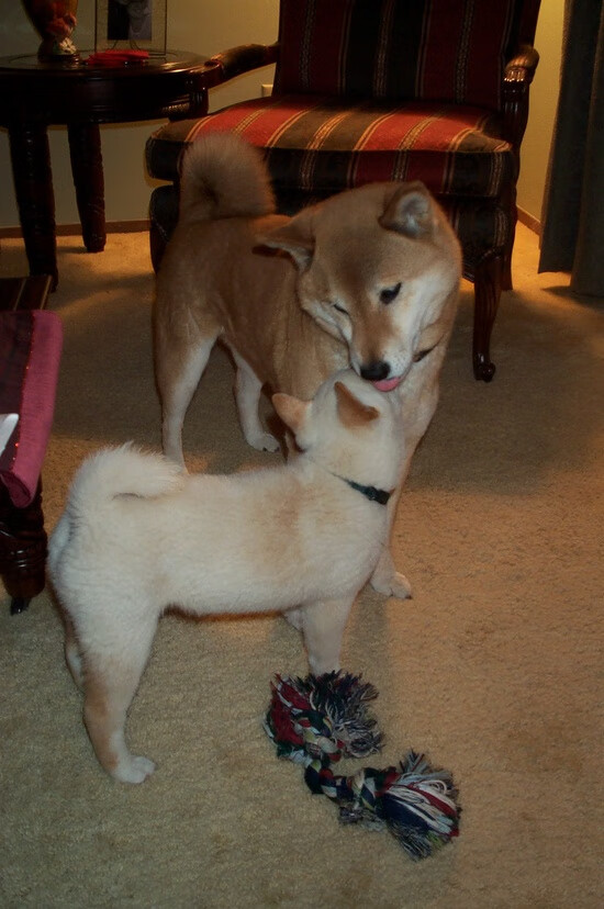 谷爱凌首次尝试冰壶运动乐在其中,谷爱凌2020比赛滑雪视频